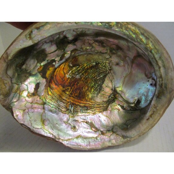 Red Abalone Large 9" Shell Haliotis Rufescens w/ Barnacles & Stone Base Antique - Picture 1 of 7
